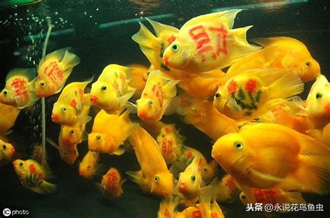 血鸚鵡 溫度|血鸚鵡(財神魚)飼養教學及注意 – 寵物百科